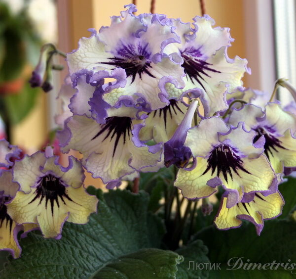 img_7167_987