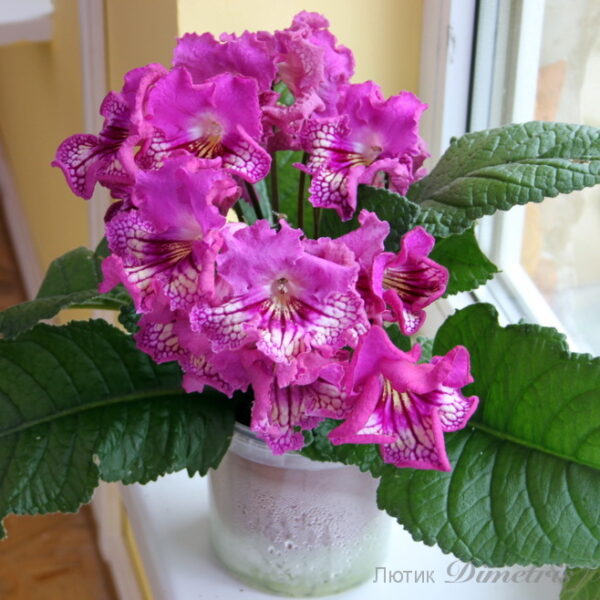 img_7197_196 img_7197_196
