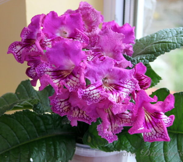 img_7198_844 img_7198_844