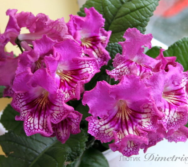 img_7203_147 img_7203_147