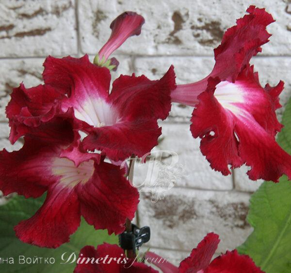 img_7796_823 img_7796_823