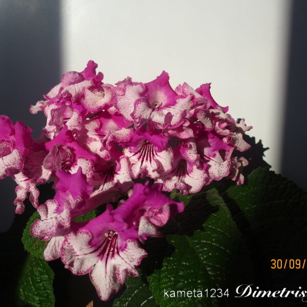 img_7883_264
