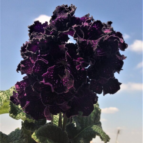 img_8046_106 img_8046_106