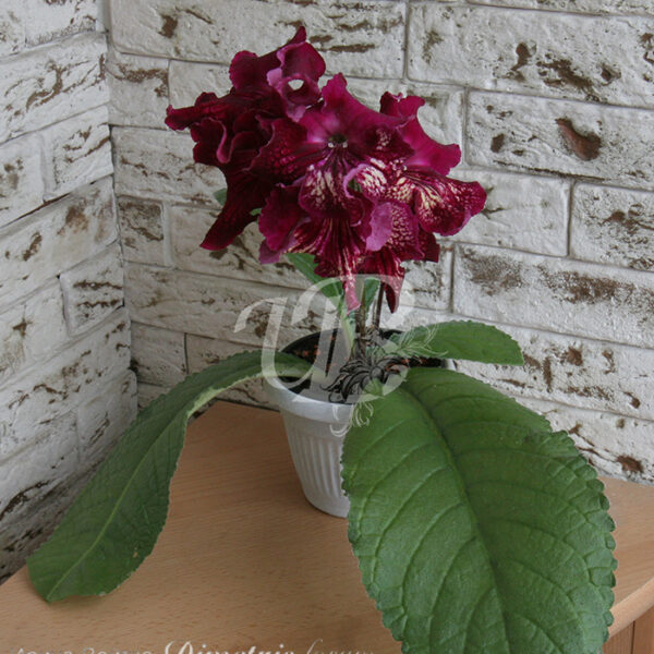 img_8181_126 img_8181_126