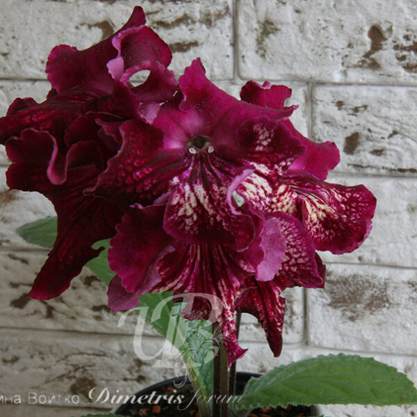 img_8203_729 img_8203_729