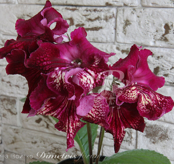 img_8209_180 img_8209_180