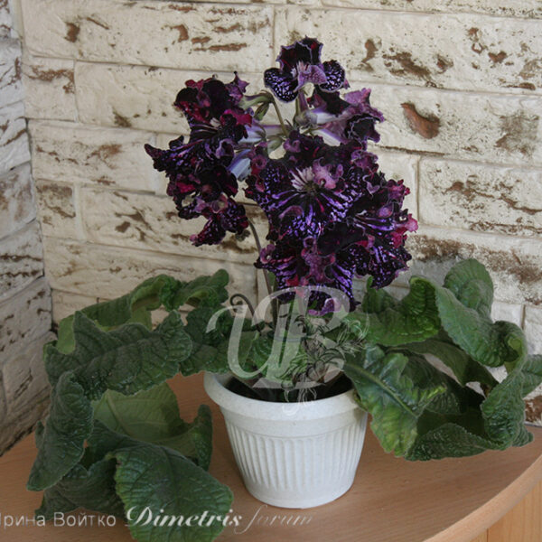 img_8495_182 img_8495_182