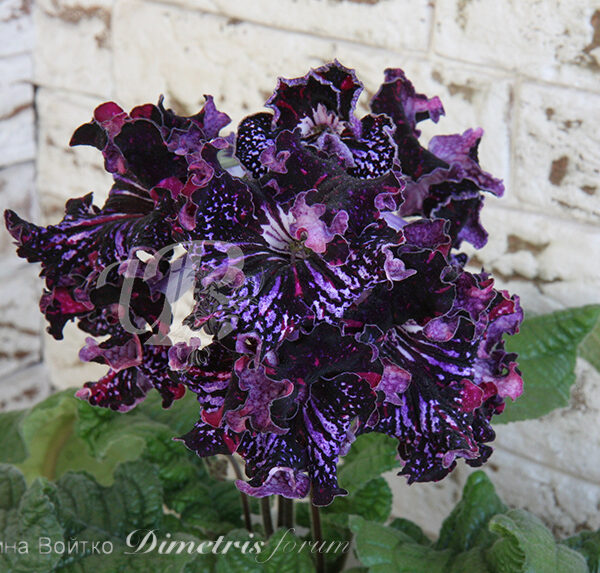 img_8510_108 img_8510_108