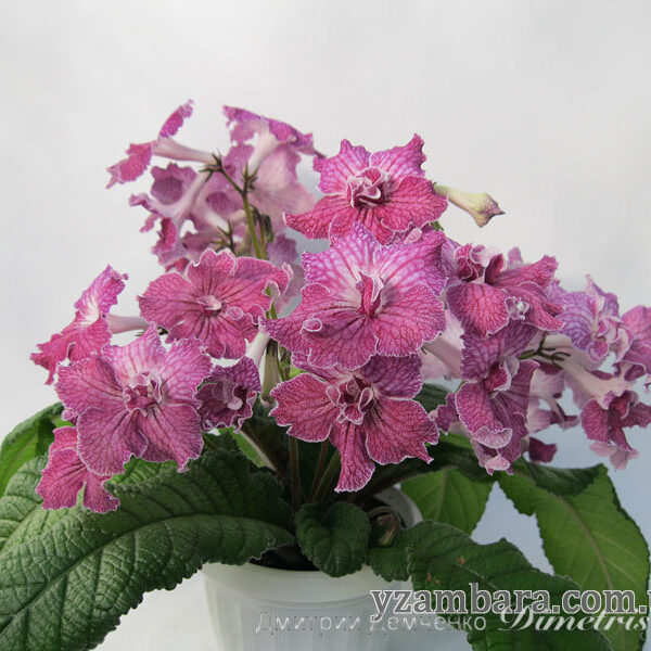 img_8741_136