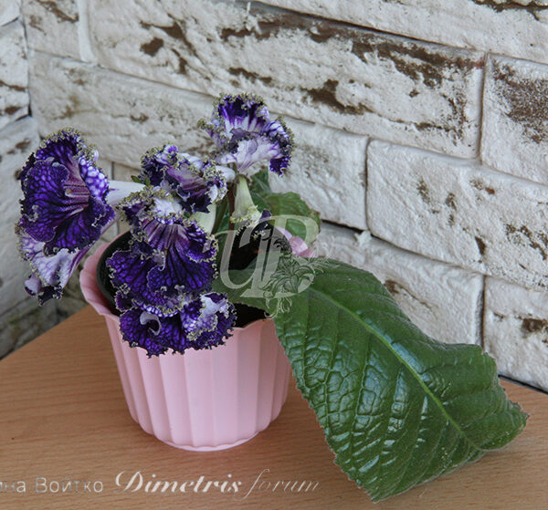 img_9396_135 img_9396_135