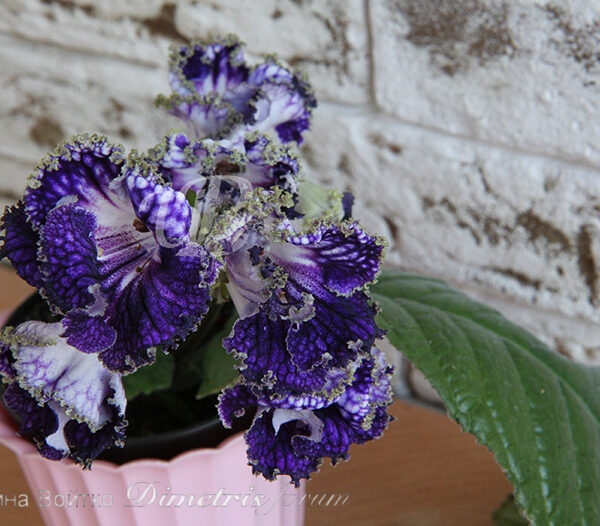 img_9429_323 img_9429_323