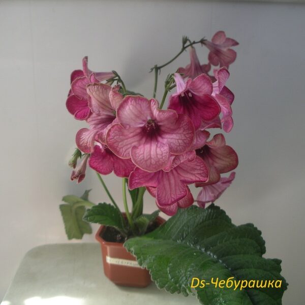 imgp01049_130