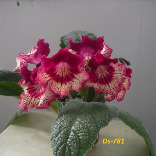 imgp0267_423
