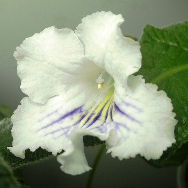 imgp0390_688