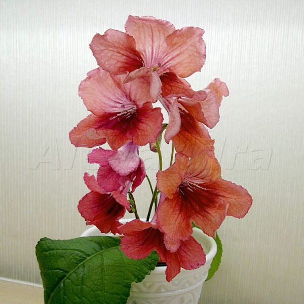 imgp3850_207