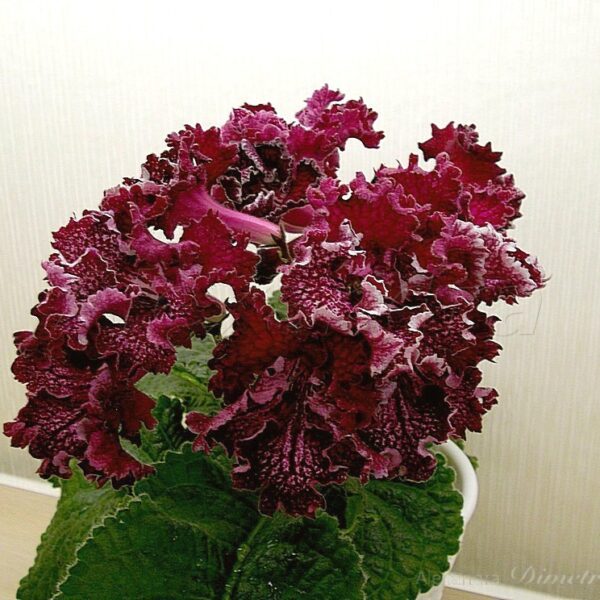 imgp4037_115