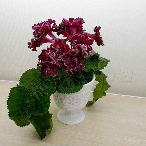imgp4043_250