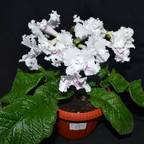 jpg1jpg2_179