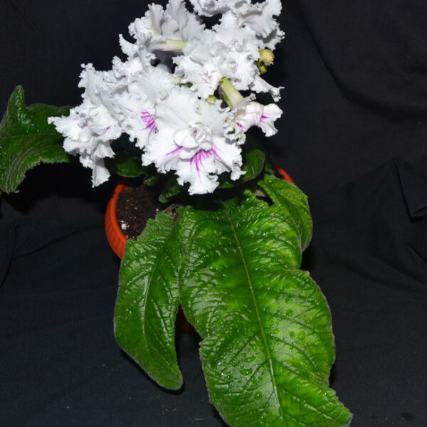 jpg1jpg2jpg3_525