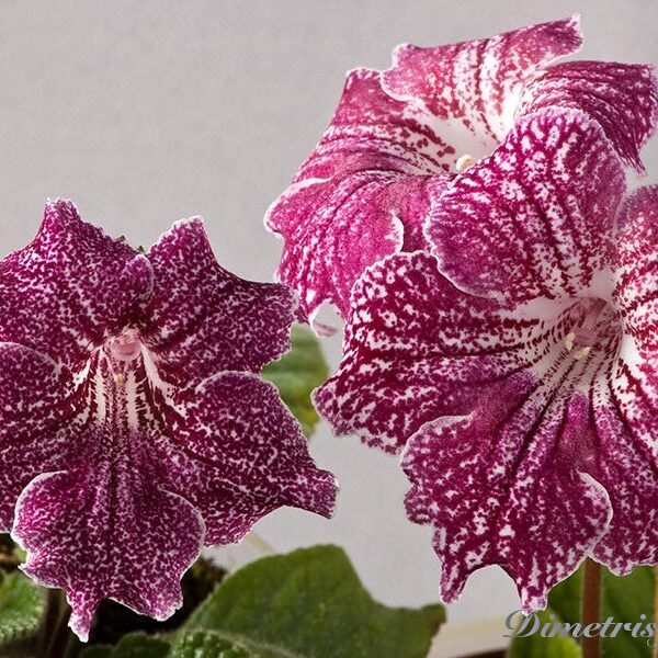 jpg__snowkist_strawberry_fizz_174