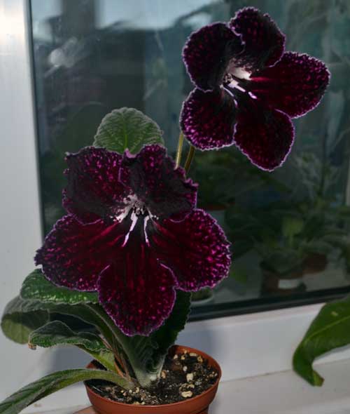 mantia_280 mantia_280