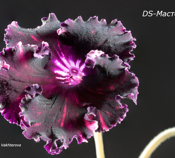 Black streptocarpus flower