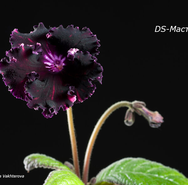 Black streptocarpus flower