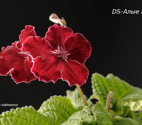 Red streptocarpus flower