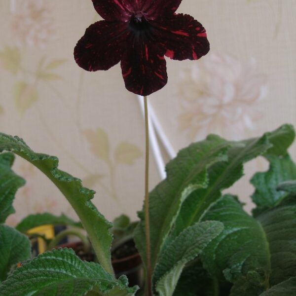oe800_544