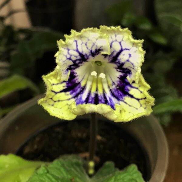orbp5644_165