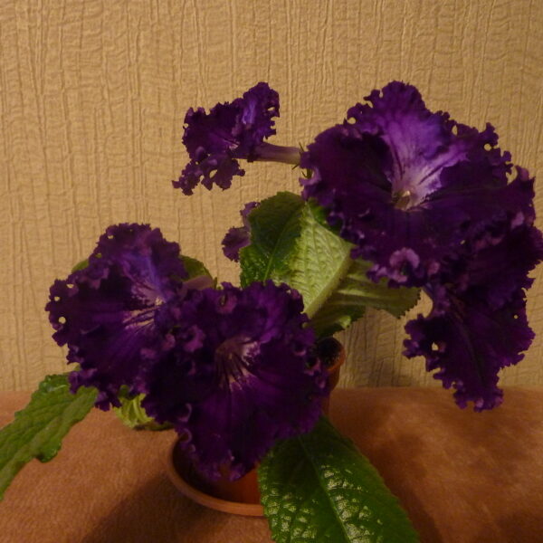 p1050155_255 p1050155_255