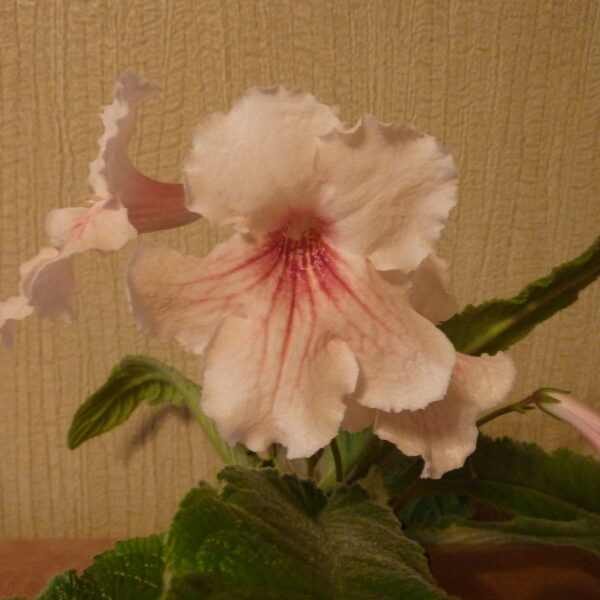 p1050156_567