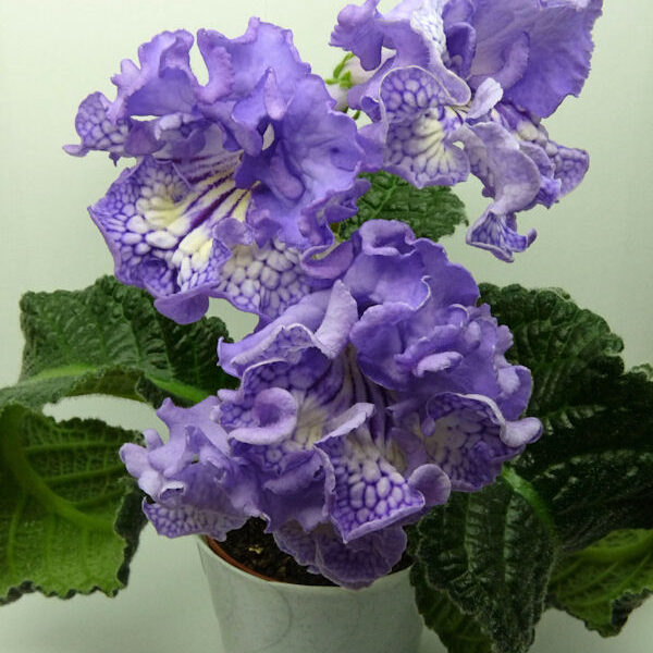 p1100302_183