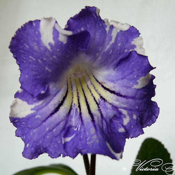 p1100673_808