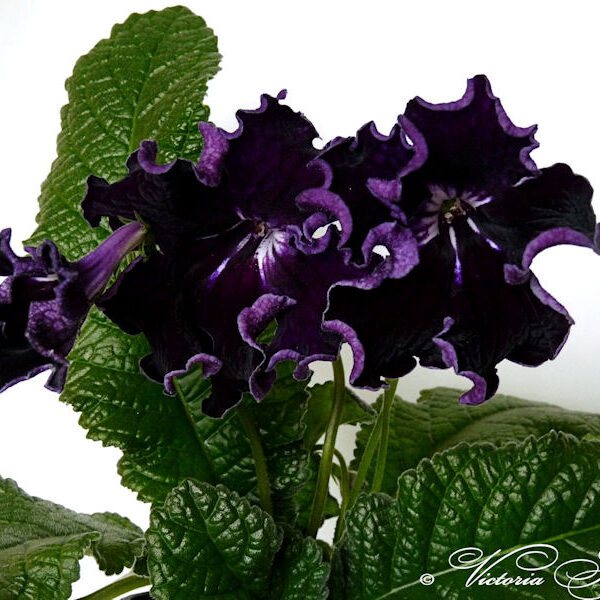 p1100693_486
