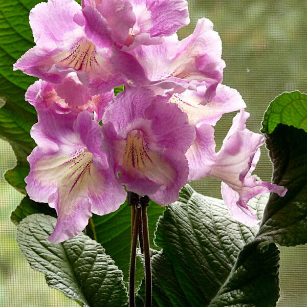 p1100777_452