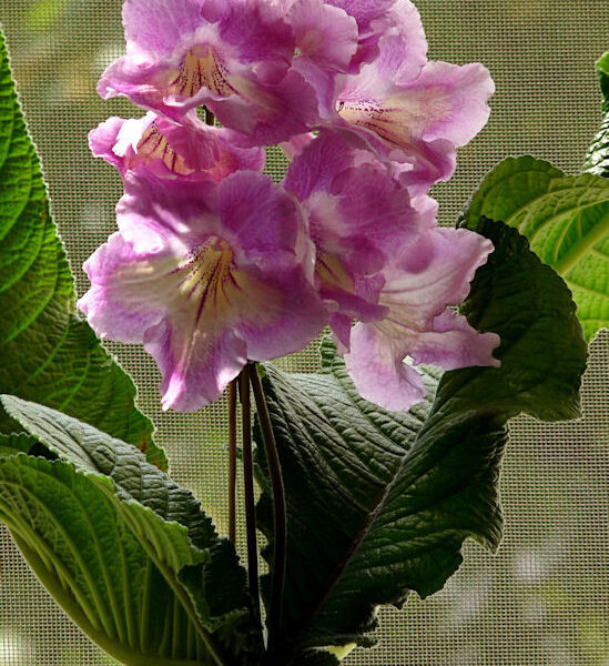 p1100784_181