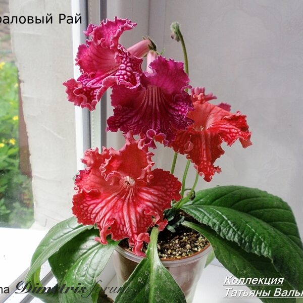 p5094517_800x600_129