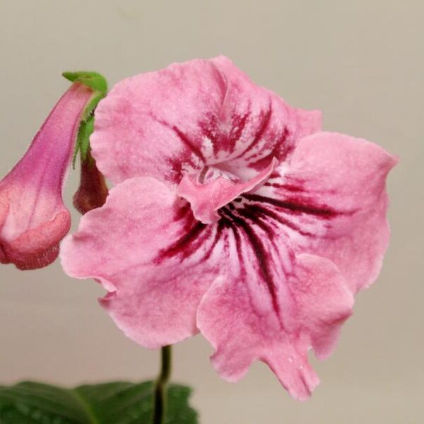 p9019011_800x600_101