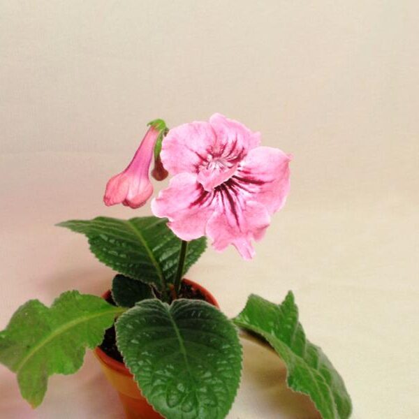 p9019012_800x600_196