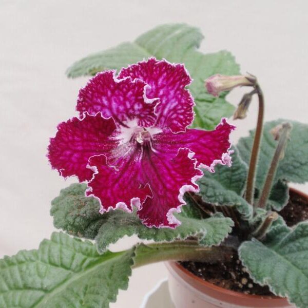 p9299166_800x600_164