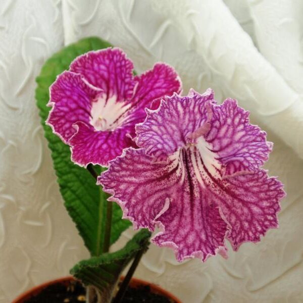 pc286711_800x600_203