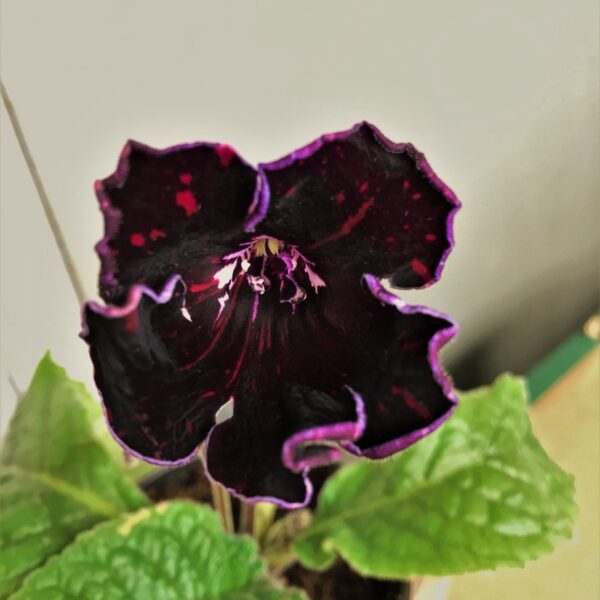pebu0464_141