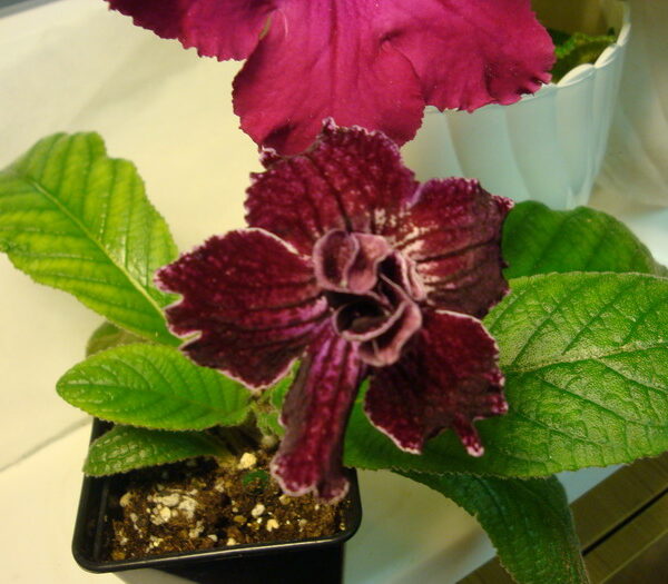 resize_of_dsc08773_193
