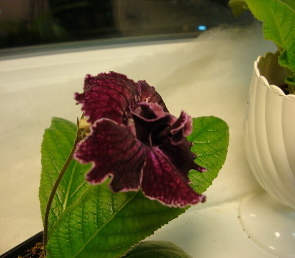resize_of_dsc08775_125