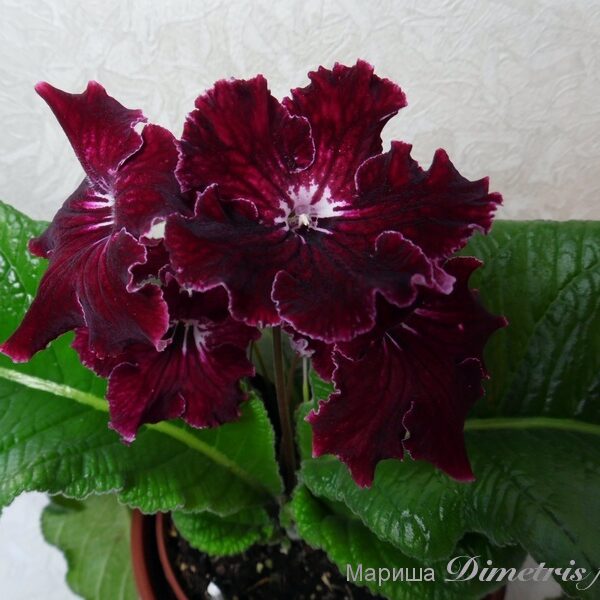 sam_2783_ds__799