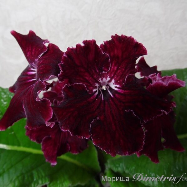 sam_2792_ds__153