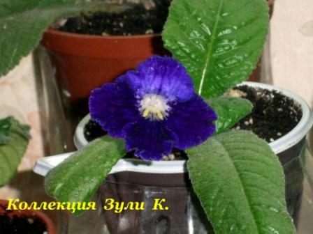 sam_5637_2_734 sam_5637_2_734