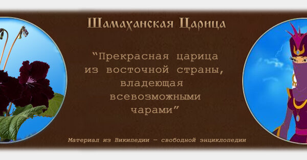 schamakhan_237 schamakhan_237