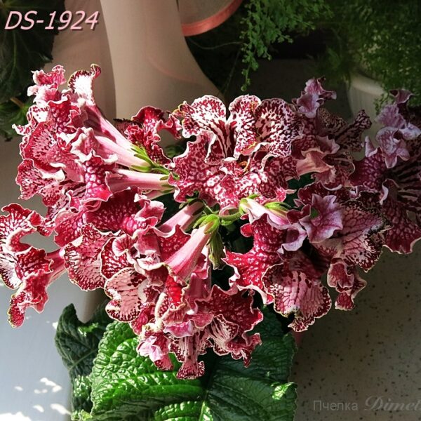 streps_ds_1924_1_206